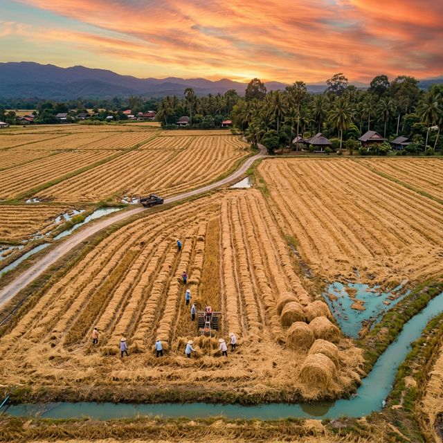 Thai rice paddy field with straw collection at sunset
